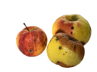 Rotten spoiled apples isolate on white background