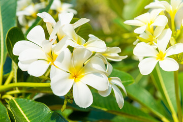 White flowers on plumeria tree with green leaves