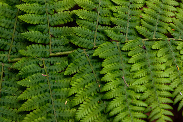 Close up of bright fern leaves texture