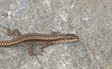Common Wall Lizard - Podarcis muralis, Greece 