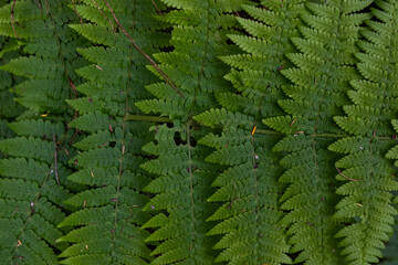 Close up of bright fern leaves texture