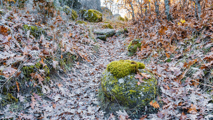 Carpet of autumn leaves on stone path