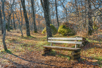 Fallen leaves and wooden bench
