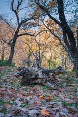  Fallen trunk on the leaves