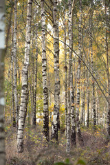 Small silver birch tree trunks in a forest in southern Sweden during autumn