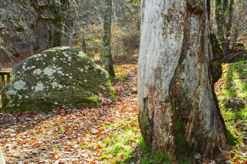  Log, rock and leaves