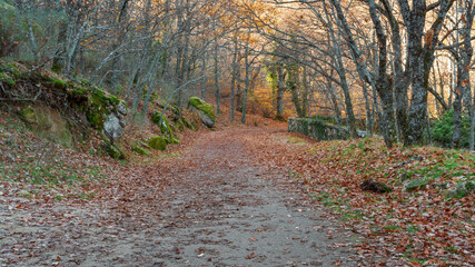 Tunnel of autumnal branches