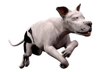 Fototapeta premium 3D Rendering Grat Dane Dog on White