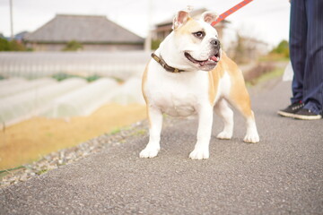 イングリッシュブルドッグ　子犬　散歩2　写真145