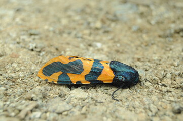 The cicada is a loud-voiced insect, which has a very colorful and striking body pattern. Its beauty often attracts the attention of larger predators.