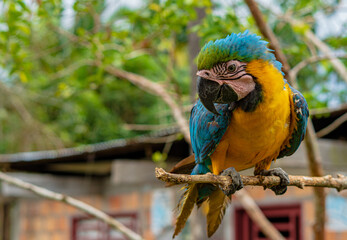 blue-yellow macaw in captivity and with clipped wings