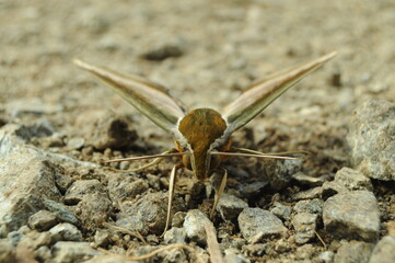 The cicada is a loud-voiced insect, which has a very colorful and striking body pattern. Its beauty often attracts the attention of larger predators.