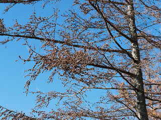 (Larix decidua) European larch with bright yellow and brown leaves in autumn and pale yellow-buff shoots bare