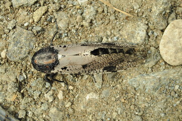 The cicada is a loud-voiced insect, which has a very colorful and striking body pattern. Its beauty often attracts the attention of larger predators.