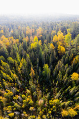 Forest fade to white