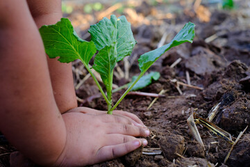 Naklejka na ściany i meble Gardener hands planting cabbage vegetable gardening