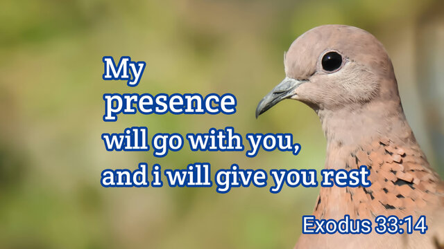 Inspirational and positive bible verse with dove bird on nature background