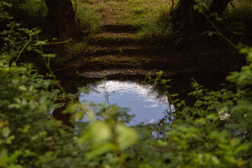 Estanque en el bosque
