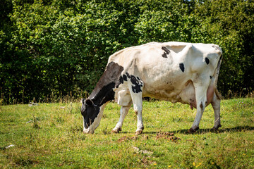 Side view of a black and white dairy cow in a mountain pasture, green meadow, Alps, Italy, south Europe.