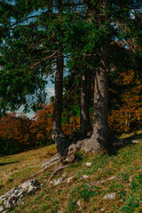 rural area of carpathian mountains in autumn. wonderful panorama of Bosnia mountains in dappled light observed from village. agricultural fields on rolling hills near the spruce forest