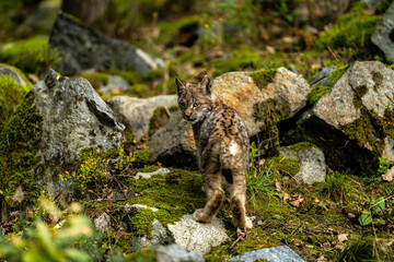 Lynx in green forest with tree trunk. Wildlife scene from nature. Playing Eurasian lynx, animal behaviour in habitat. Wild cat from Germany. Wild Bobcat between the trees