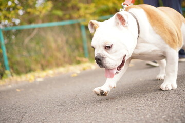イングリッシュブルドッグ　子犬　散歩2　写真85