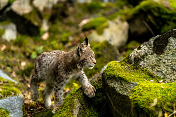 Lynx in green forest with tree trunk. Wildlife scene from nature. Playing Eurasian lynx, animal behaviour in habitat. Wild cat from Germany. Wild Bobcat between the trees