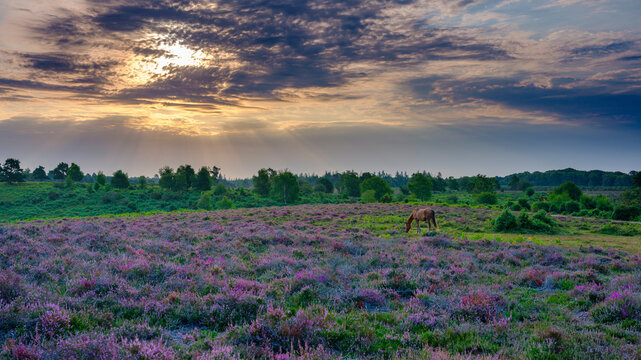 Sunrise and heather with a grazing pony on Rockford Common, New Forest © Julian Gazzard