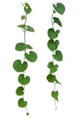 Obraz na płótnie Canvas Vine plant, Ivy leaves collection isolated on white background, clipping path