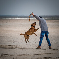 Strandsparziergang ? Nur mit Hund