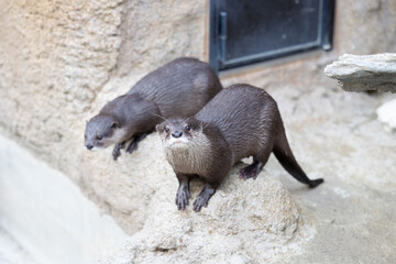 人気のコツメカワウソ