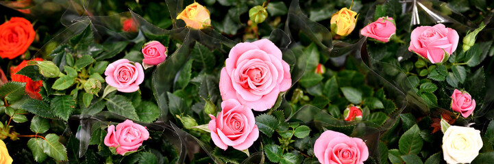 multicolored mini rose flowers in full bloom close up on store of flowers. selective focus. banner