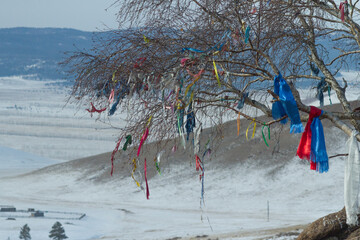 All trees that grow in Holy places are considered sacred