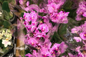 phalaenopsis mini orchid flowers in full bloom vibrant pink and white colors close up on store of flowers