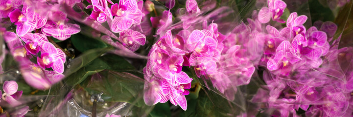 Fototapeta na wymiar phalaenopsis mini orchid flowers in full bloom vibrant pink and white colors close up on store of flowers. banner