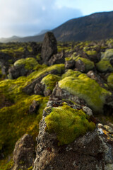 Lava fields, Reykjanes Peninsula, Southern Iceland, Iceland, Europe