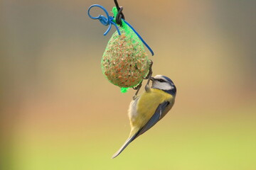 Eurasian blue tit on winter bird feeder © Simun Ascic