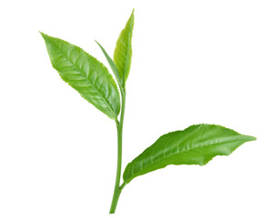 Green tea leaf isolated on white background