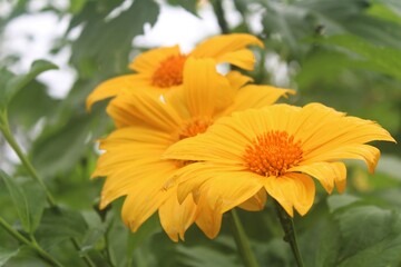 Large yellow tithonia, Mexican sunflowers, growing as a wildflower.