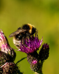 bee on a flower