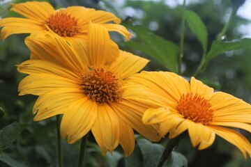 A bunch of huge yellow tithonia flowers growing outdoors. Tithonia is also called Mexican sunflower, and is a native wildflower to Mexico.