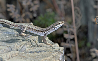 Erhard's Wall Lizard (Podarcis erhardii riveti) on the Grammos Mountain, northwestern Greece