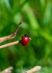 ladybug on a leaf