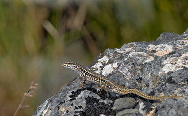 Erhard's Wall Lizard (Podarcis erhardii riveti) on the Grammos Mountain, northwestern Greece