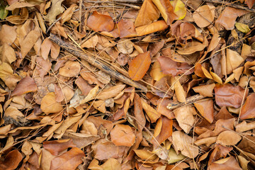 Dry leaves background. Yellow, orange and red autumn leaves in beautiful fall park