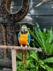 parrot, bird, macaw, animal, nature, blue, beak, colorful, yellow, tropical, zoo, wild, feather, pet, wildlife, exotic, green, ara, cute, colourful, feathers, beautiful, jungle, wing, portrait