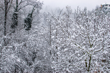 trees in snow