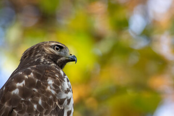 Cooper's hawk (Accipiter cooperii) perched on a branch, looking at the viewer, with yellow fall foliage in background