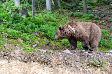 Naklejka na ściany i meble Brown bear (lat. ursus arctos) stainding in the forest
