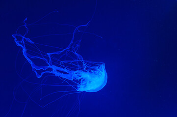 Beautiful jellyfish close up.